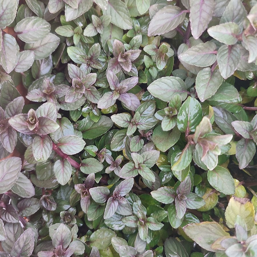 Mentha Piperita Tıbbi Nane Fidesi-5 Adet