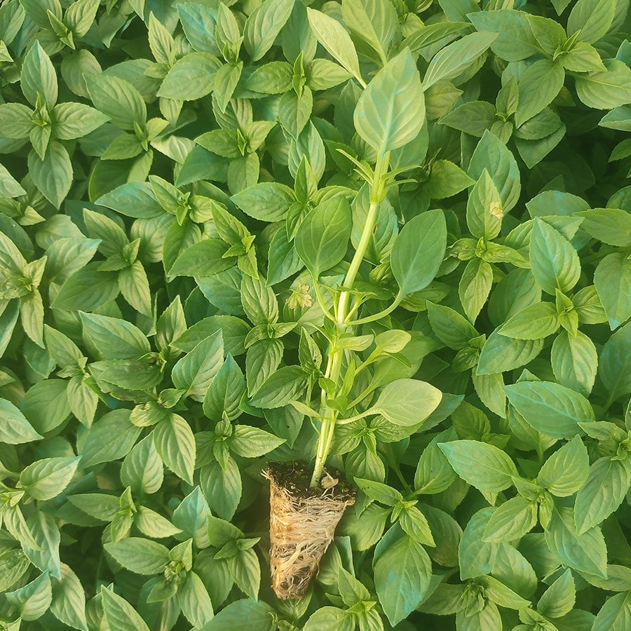 Anadolu Fesleğen Fidesi-5 Adet