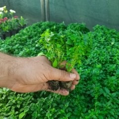 Anadolu Fesleğen Fidesi-5 Adet