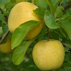 Tüplü Sulu Golden Delicious Elma Fidanı