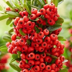 Tüplü Herdem Yeşil Ateş Dikeni Fidanı
