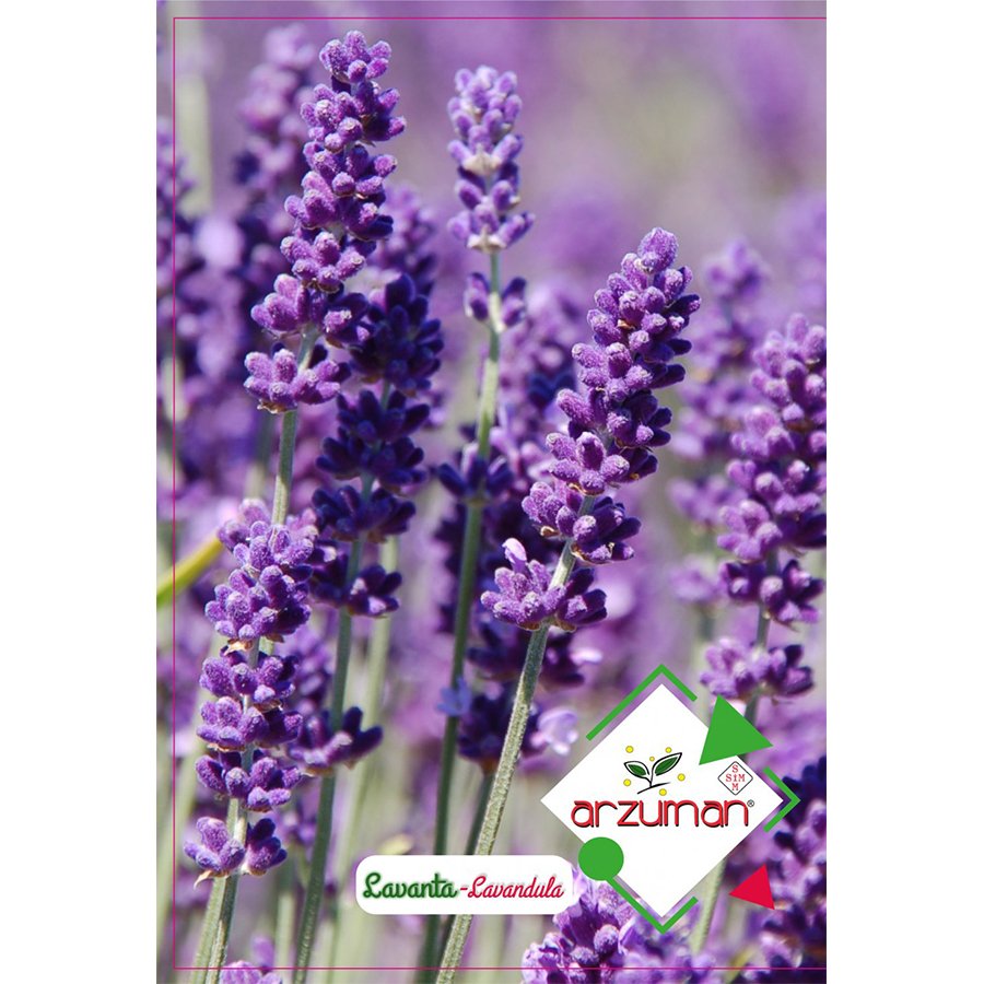 Lavanta (Kokulu) Lavandula Çiçeği Tohumu-100 Adet