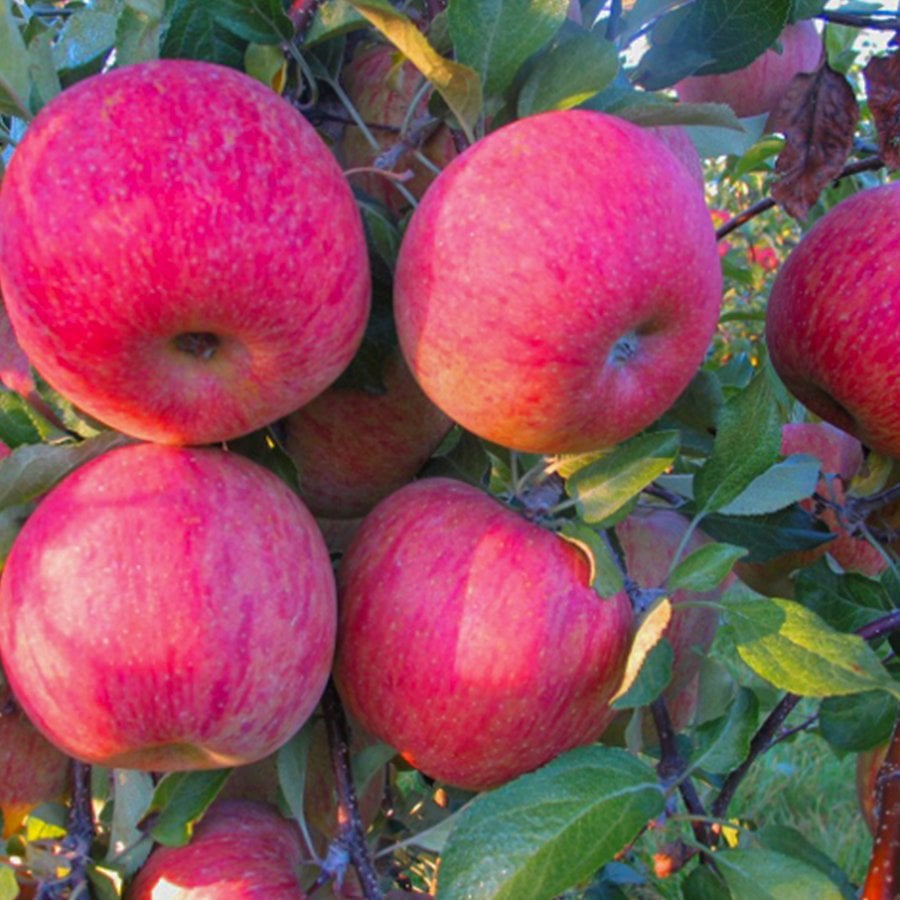 Tüplü Kendine Verimli Fuji Kiku Elma Fidanı