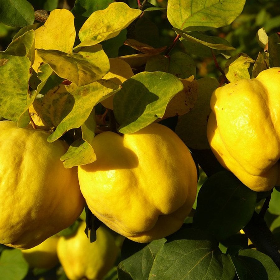 Tüplü Yarı Bodur Yumuşak Etli Eşme Ayva Fidanı