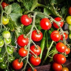 Cherry Kiraz Domates Fidesi-216 Adet Bir Viyol