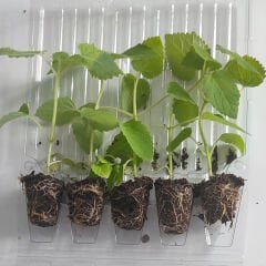 Paulownia Beyaz Çin Kavağı Ağacı Fidesi -5Adet-