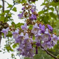 Dünyanın En Hızlı Büyüyen Tomentasa Paulownia Fidesi-5 Adet-