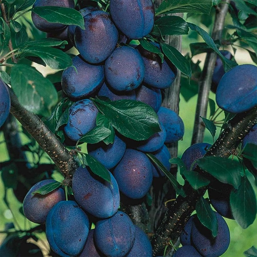 Tüplü Kendine Verimli Stanley Briton Erik Fidanı