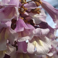 Dünya\'nın En Hızlı Büyüyen Ağacı Pembe Paulownia  Fidesi -5Adet-