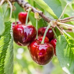 Tüplü Yarı Bodur Erkenci Çeşit Early Lory Kiraz Fidanı