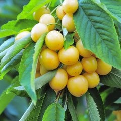 Saksıda Yarı Bodur Tozlayıcı Starks Gold Sarı Kiraz Fidanı