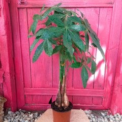 Saksıda Pachira Aquatica Para Ağacı-80 cm