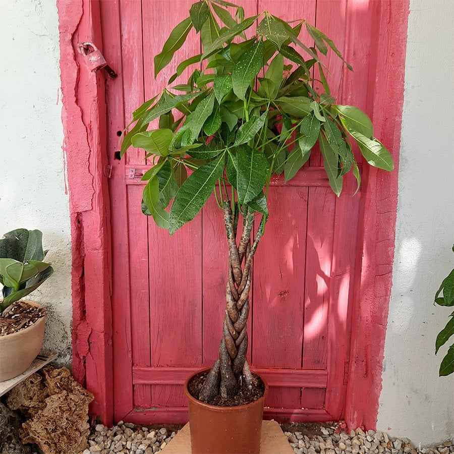 Saksıda Örgülü Pachira Aquatica Para Ağacı-130 cm