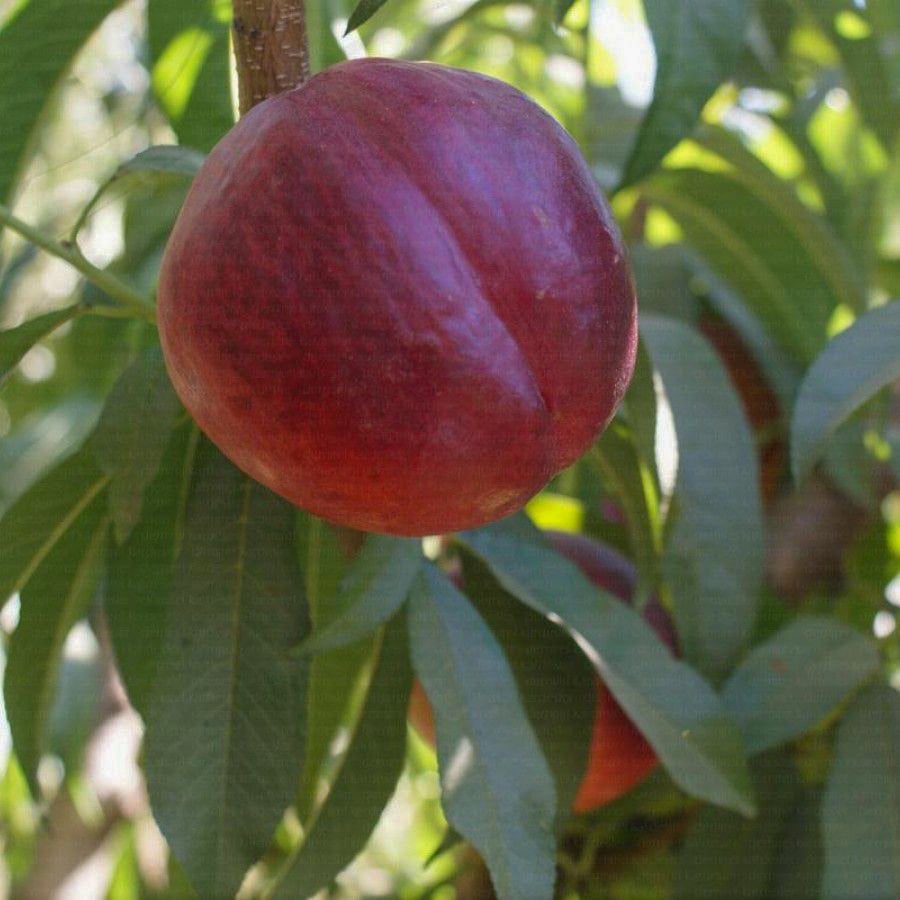 Tüplü Kaliteli Çeşit Venüs Nektarin Fidanı