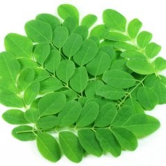 Tüplü Şifalı Moringa Ağacı Fidanı