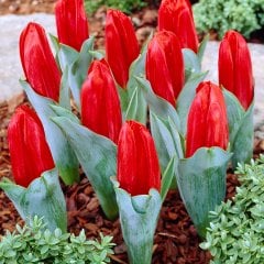 Kırmızı Red Revival Lale Soğanı-5 Adet
