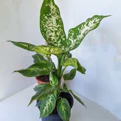Dief Camilla Compacta Difenbahya Bitkisi-17 Cm