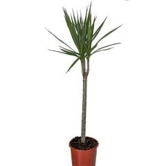 Saksıda Madagaskar Dragon Ağacı-45 cm