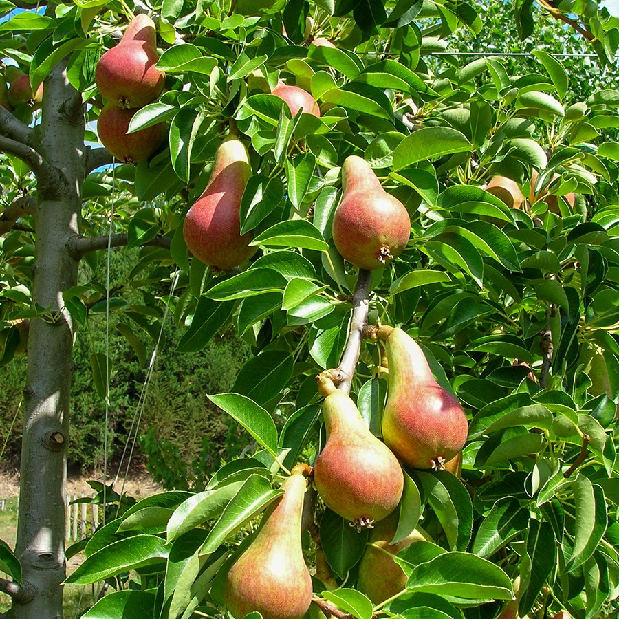 Büyük Saksıda Meye Verme Durumunda Carnem Armut Fidanı
