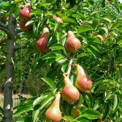 Büyük Saksıda Meye Verme Durumunda Carnem Armut Fidanı