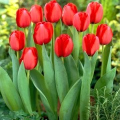 Büyüleyici Red İmperessing Kırmızı Lale Soğanı-5 Adet