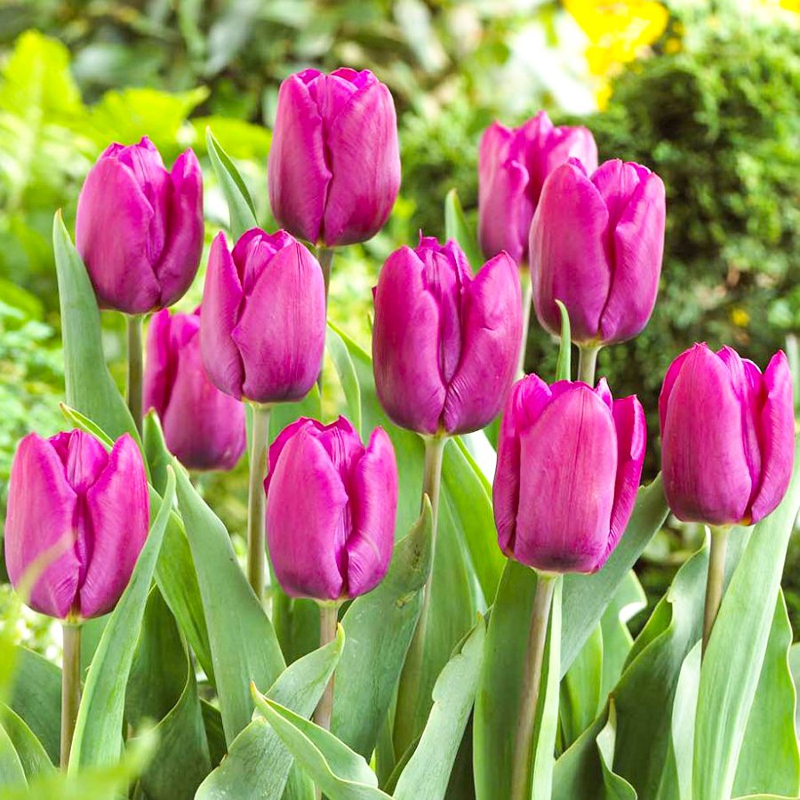 Mor Ötesi Purple Prince Lale Soğanı-5 Adet