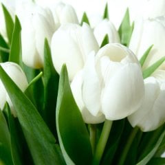 Kar Beyazı White Heaven Lale Soğanı-5 Adet