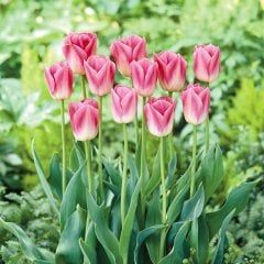 Pembe Krem Dynasty Lale Soğanı-5 Adet