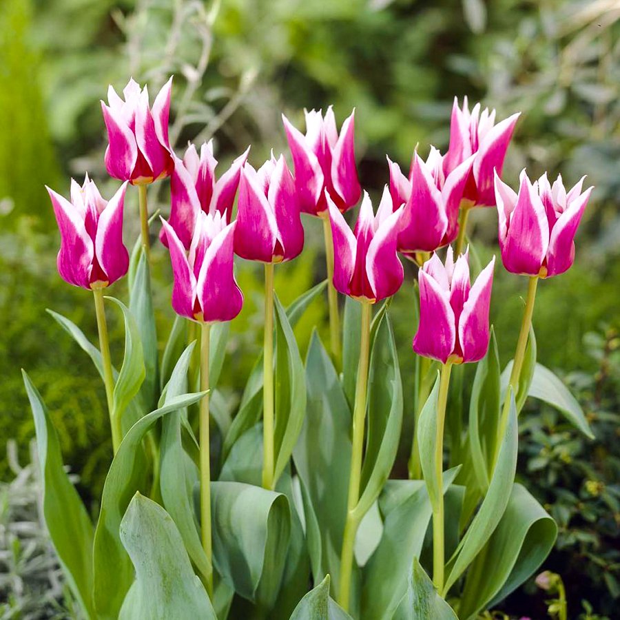Pink Claudia Lale Soğanı-5 Adet