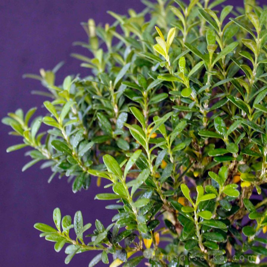 Tüplü Buxus Sempervirens Şimşir Fidanı