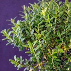 Tüplü Buxus Sempervirens Şimşir Fidanı