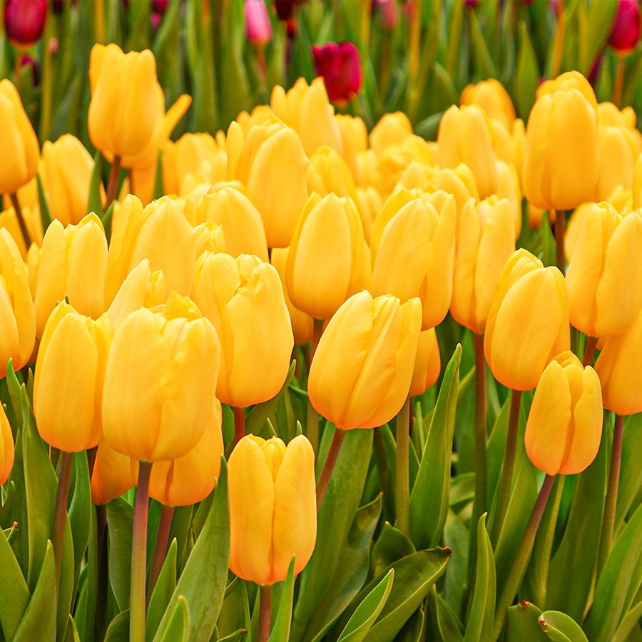 Yellow Golden Brigitta Lale Soğanı-5 Adet