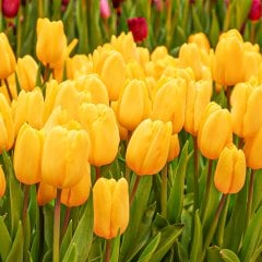 Yellow Golden Brigitta Lale Soğanı-5 Adet