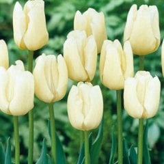 Krem Pays Bass Lale Soğanı-5 Adet