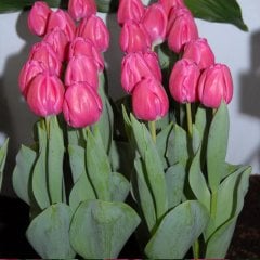 Pink Carola Lale Soğanı-5 Adet