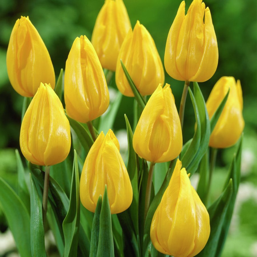 Yellow Jan Van Nes Lale Soğanı-5 Adet