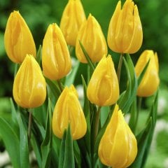 Yellow Jan Van Nes Lale Soğanı-5 Adet