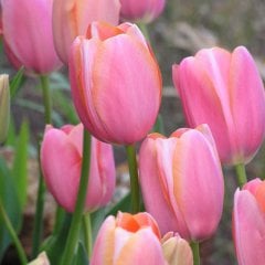 Pembe Menton Lale Soğanı-5 Adet
