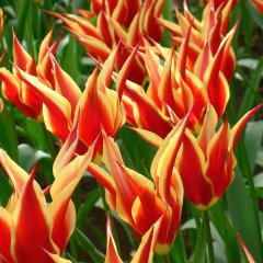 Sivri Uçlu Kırmızı Sarı Alaaddin Lale Soğanı-5 Adet