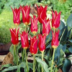 Sivri Uçlu Kırmızı Sarı Alaaddin Lale Soğanı-5 Adet