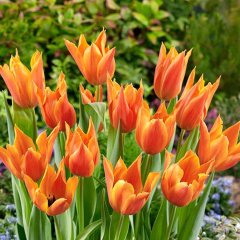 Sivri Uçlu Turuncu Greetje Smit Lale Soğanı-5 Adet