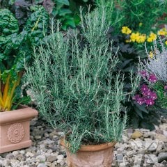 Rosmarinus Officinalis Blue Winter Biberiye Fidesi-2 Adet