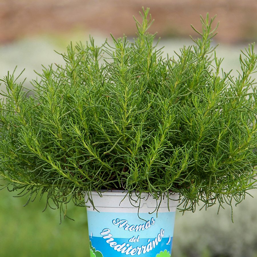 Santolina Viridis Olivia Zeytin Aromalı Fidesi-1 Adet