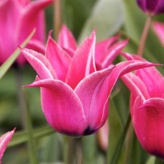 Sivri Uçlu Pembe Pretty Lady Lale Soğanı-5 Adet