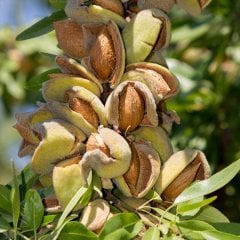 Tüplü Yarı Bodur Diş İle Kırılabilen Ferragnes Badem Fidanı