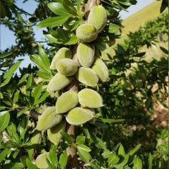 Tüplü Yarı Bodur Sert Kabuklu Ferraduel Badem Fidanı