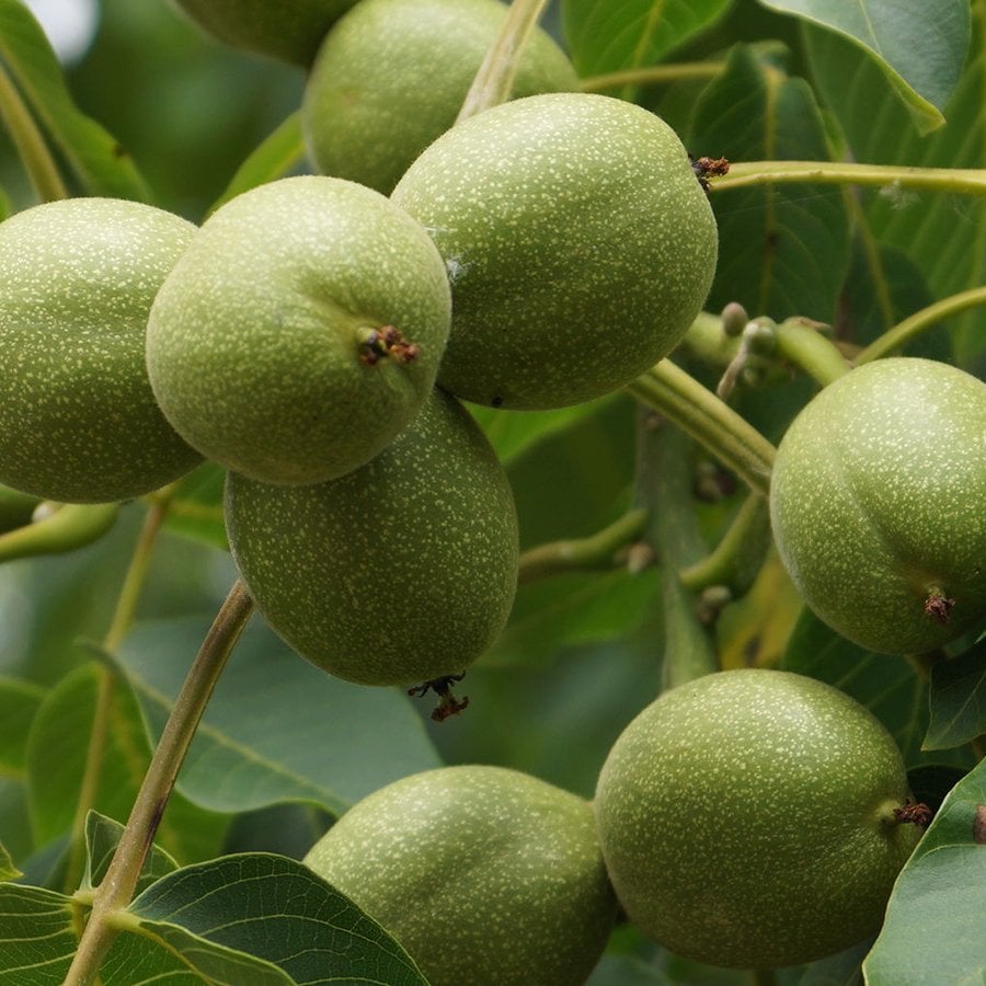 Tüplü Salkım Chandler Ceviz Fidanı