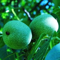 Tüplü Verimli Franquette Ceviz Fidanı