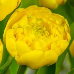 Katmerli Yellow Pomponette Lale Soğanı-5 Adet