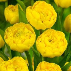 Katmerli Yellow Pomponette Lale Soğanı-5 Adet